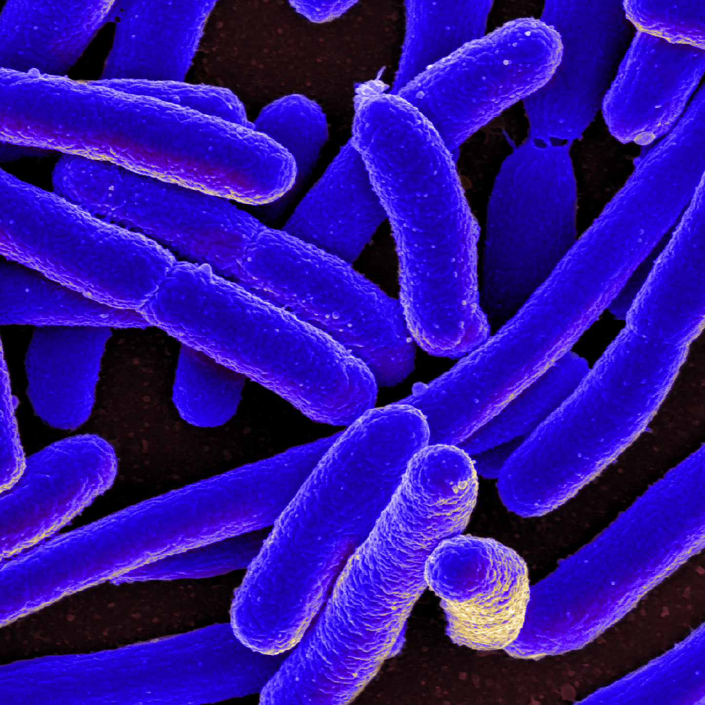 baktériumok